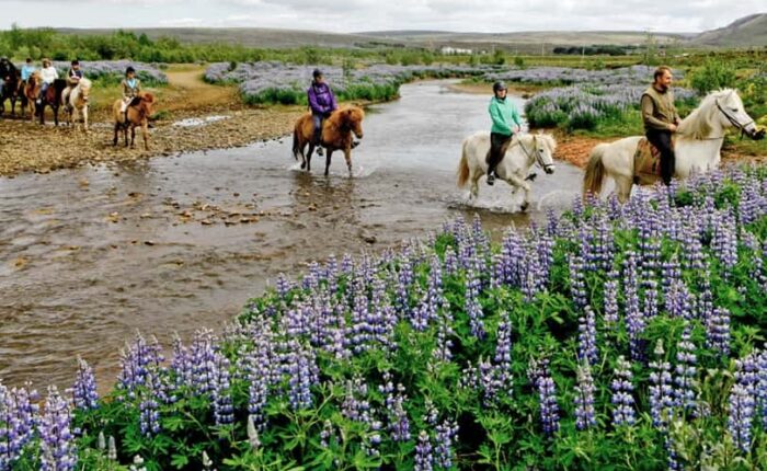 Snorkeling & Horseback Riding