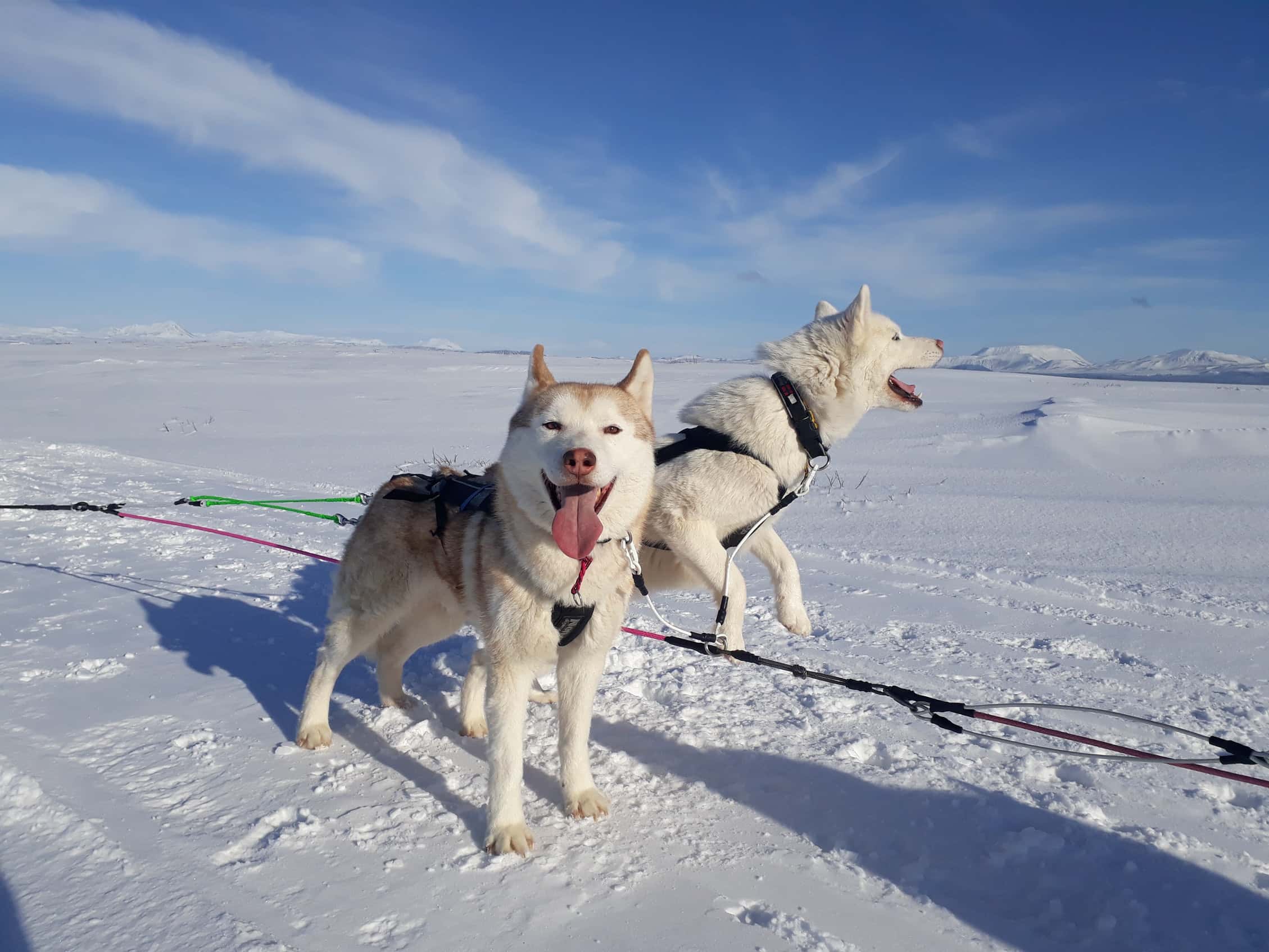 sled dog tour iceland
