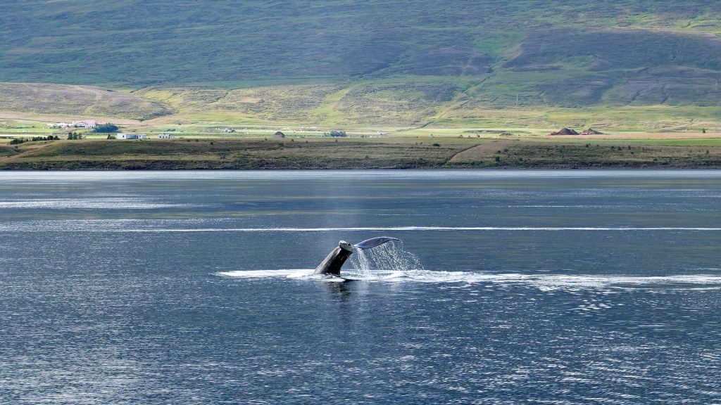 Humpback Whale