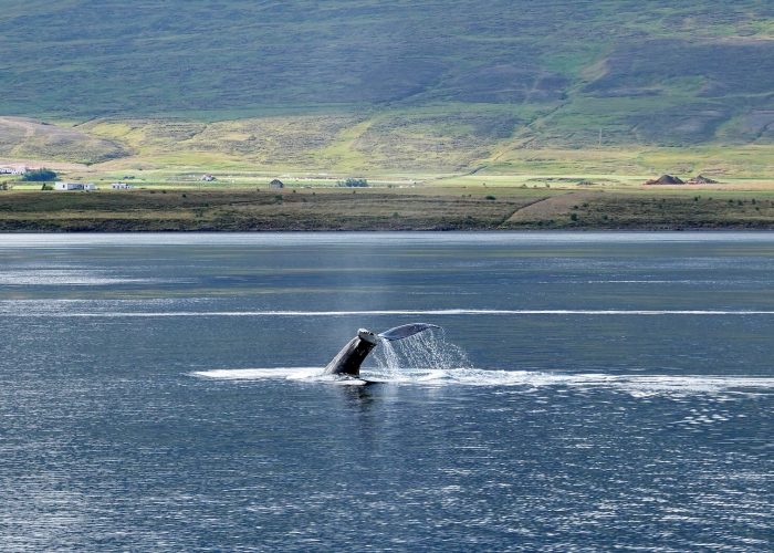 Humpback Whale