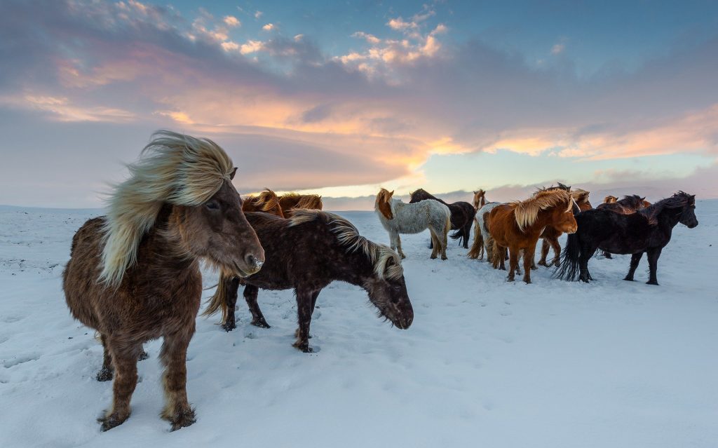 Iceland Horses